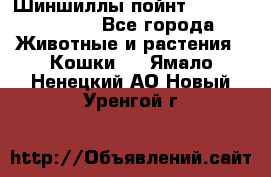 Шиншиллы пойнт ns1133,ny1133. - Все города Животные и растения » Кошки   . Ямало-Ненецкий АО,Новый Уренгой г.